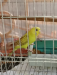 Budgie bird